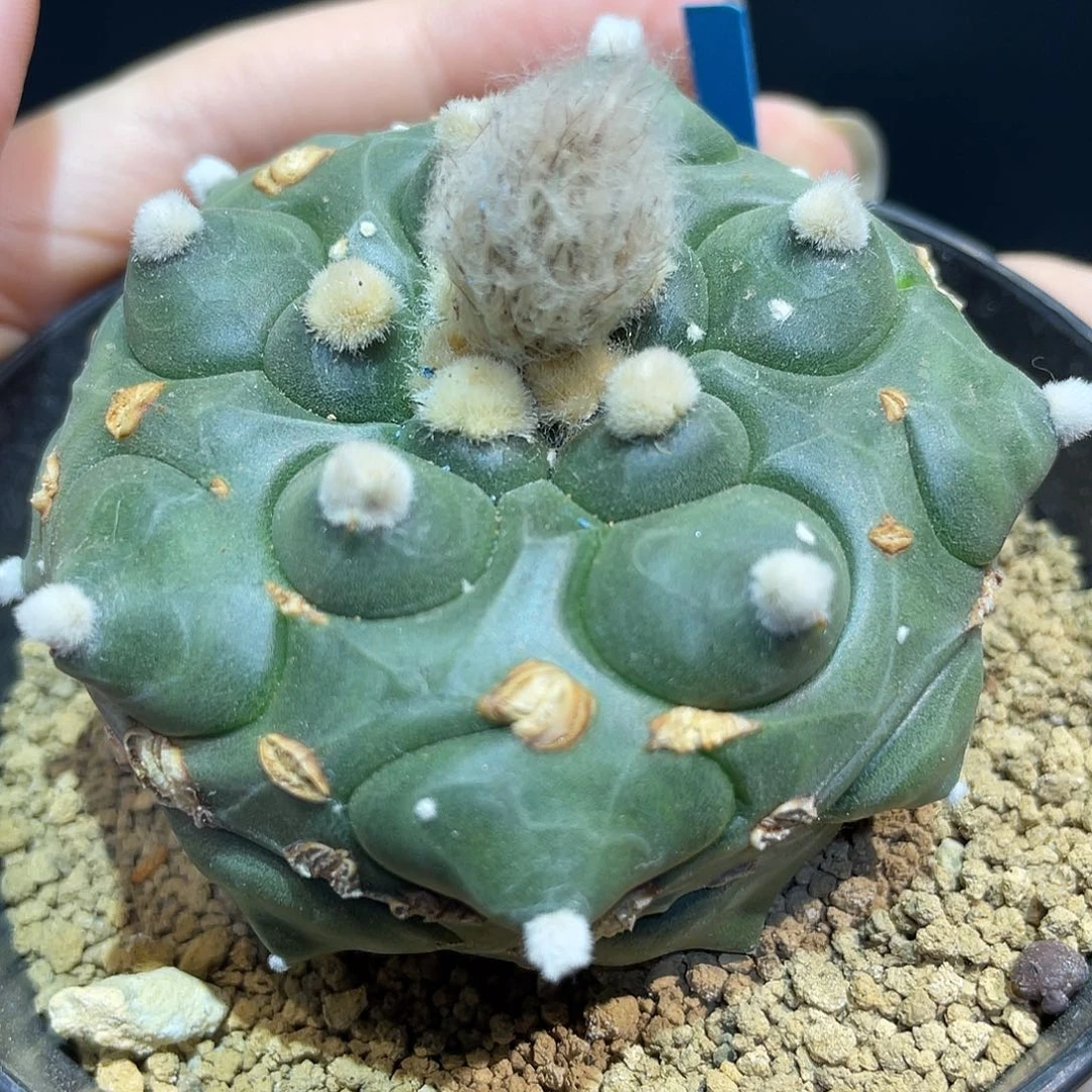 43号实生战损角尤龟甲兜6