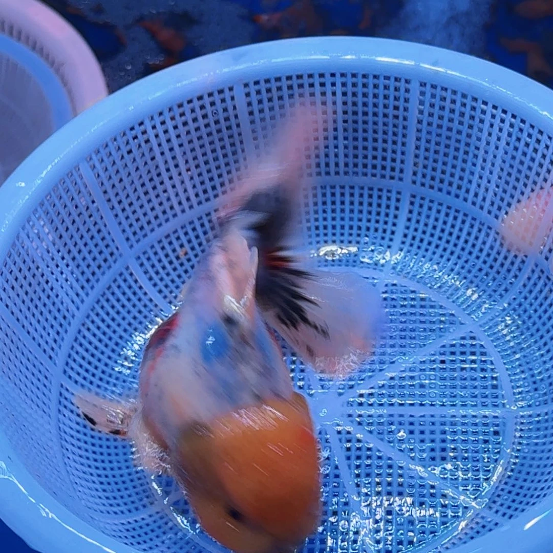 斑马鱼包邮到家2580