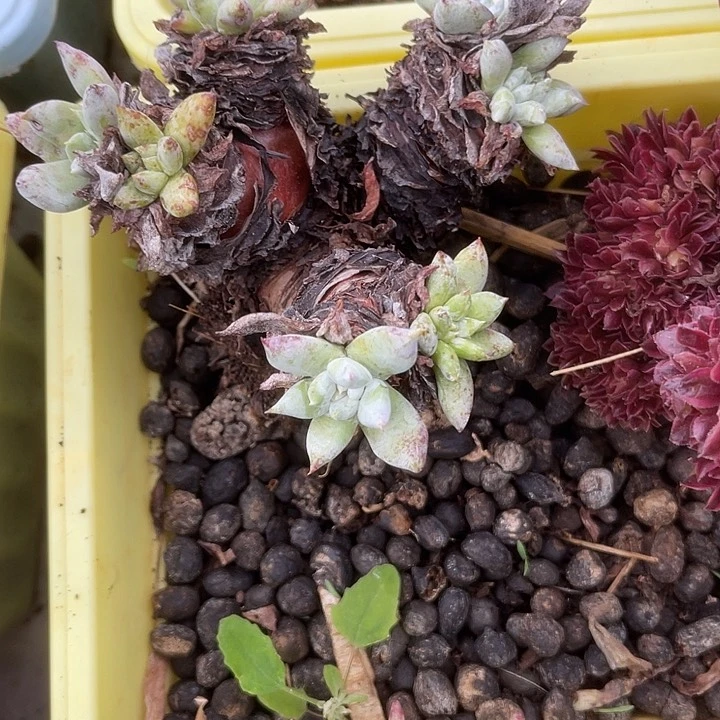 仙女杯系列多肉植物