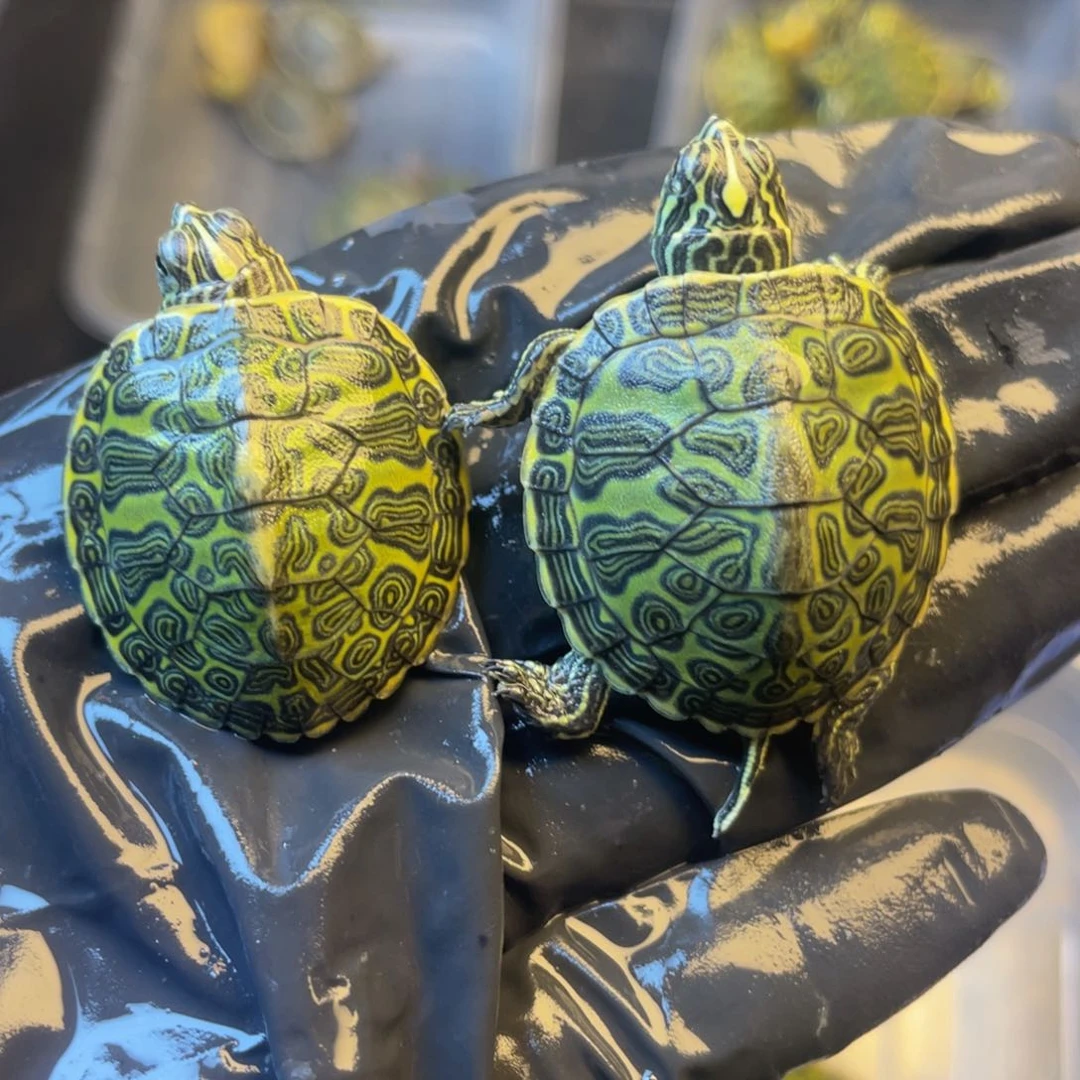 【闪购商品】火焰龟
