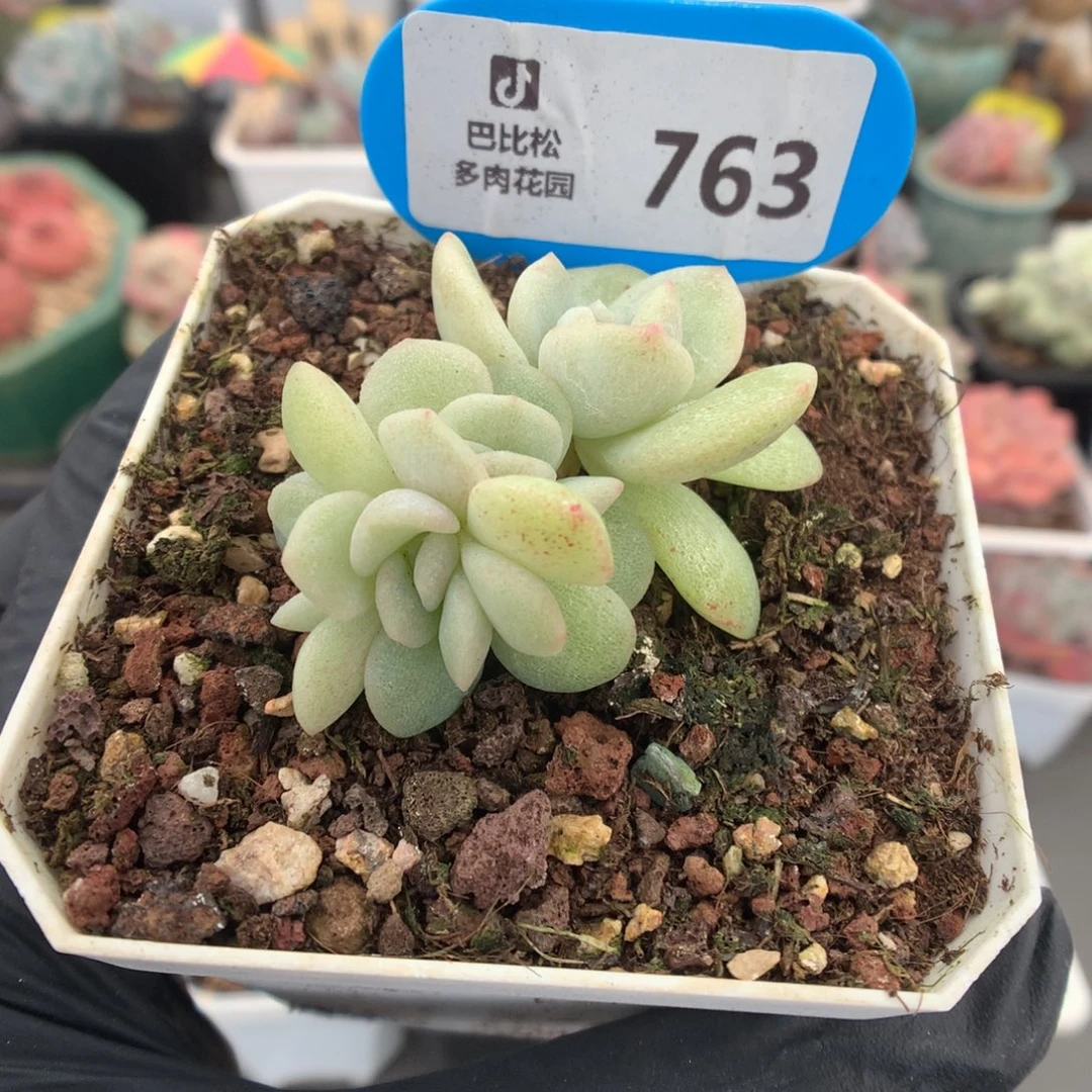 763 冰玉石化多肉