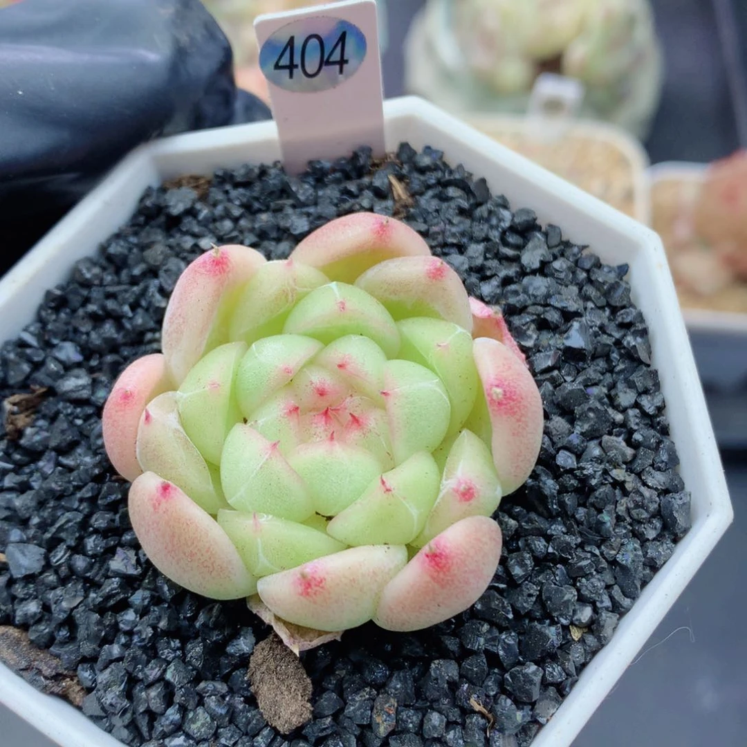 嘿嘿58包邮  群生不包整404