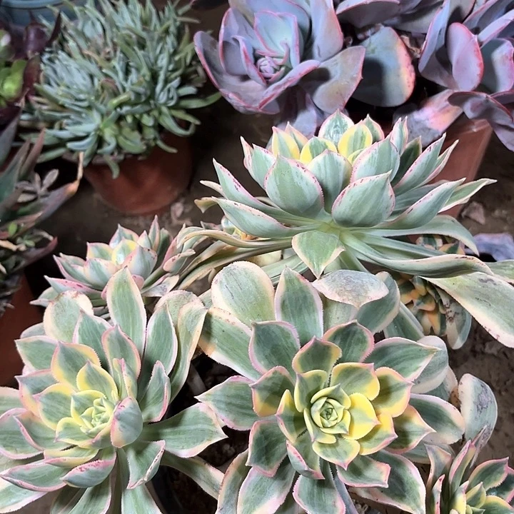 多肉植物法师灿烂34