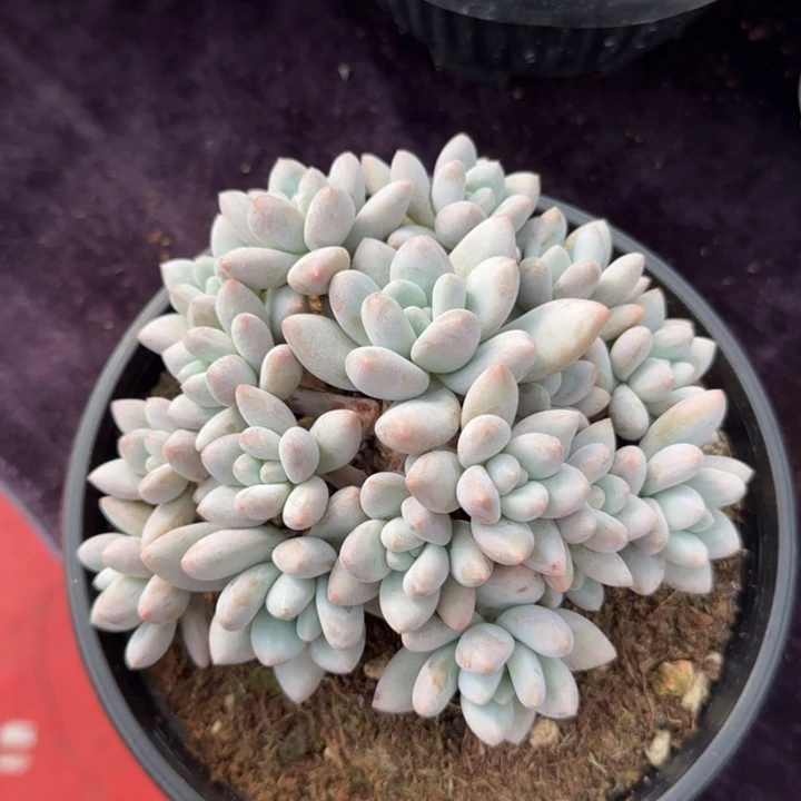 15厘米左右一物一拍的