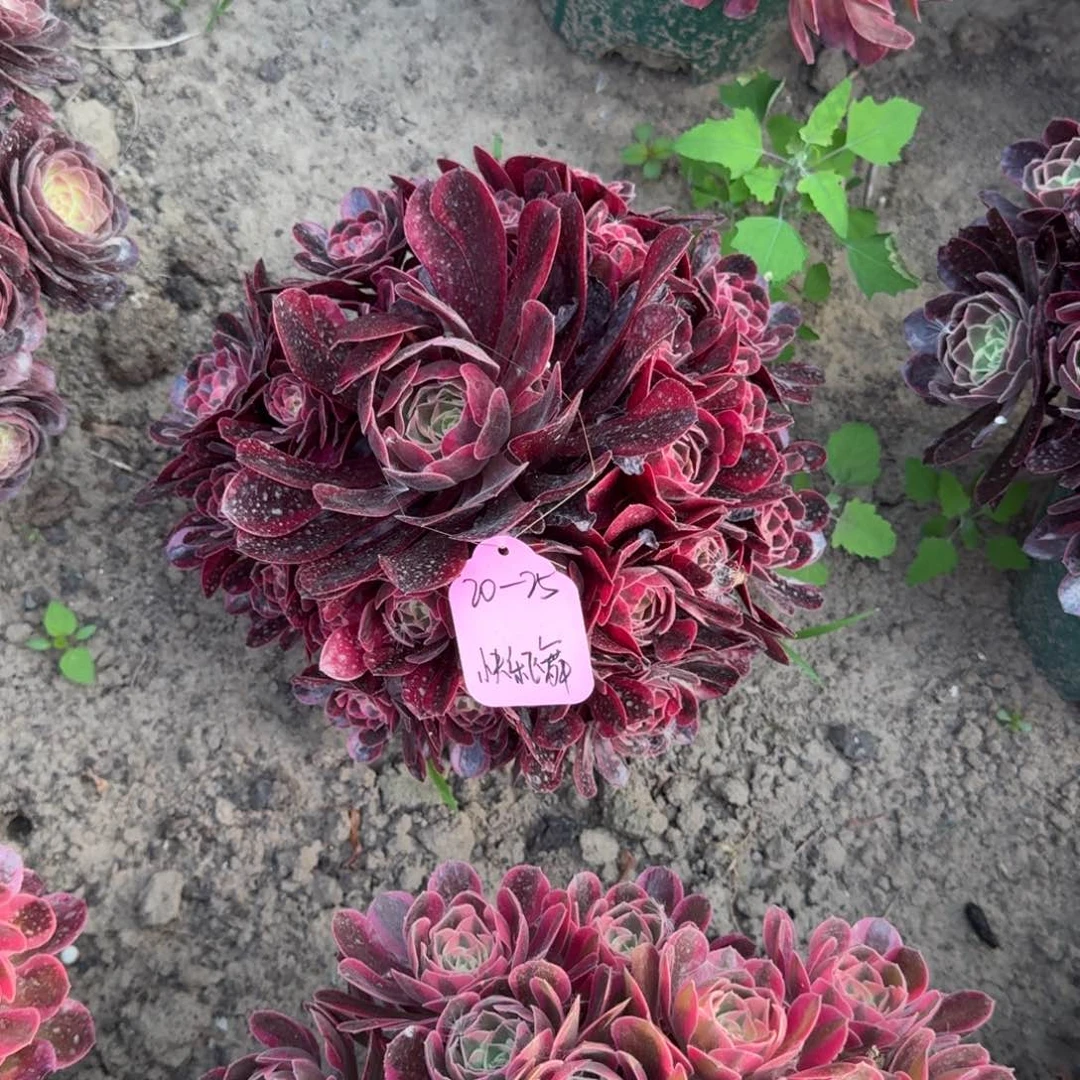 快***舞法师美杜莎嫩桩发货20-25特价无售后