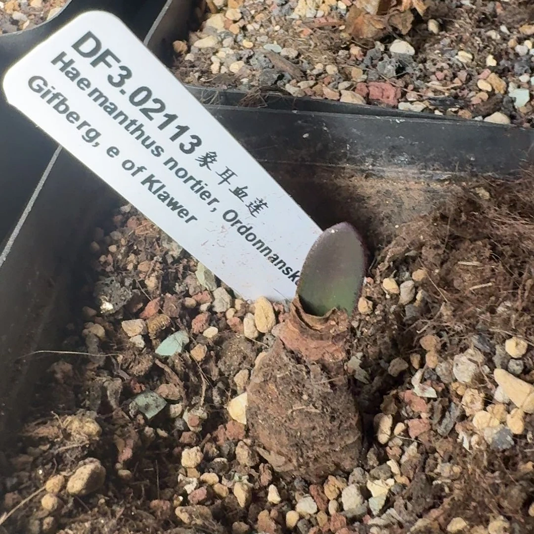 象耳血莲一个带盆发