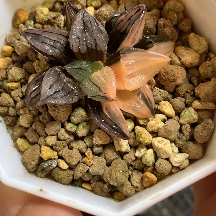 西瓜寿锦带盆土发货