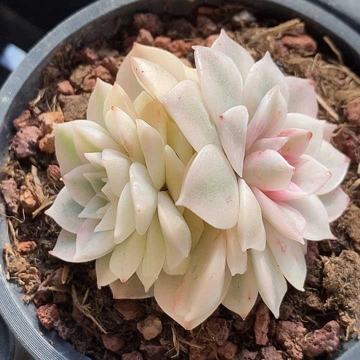 安娜玫瑰双头腹轮