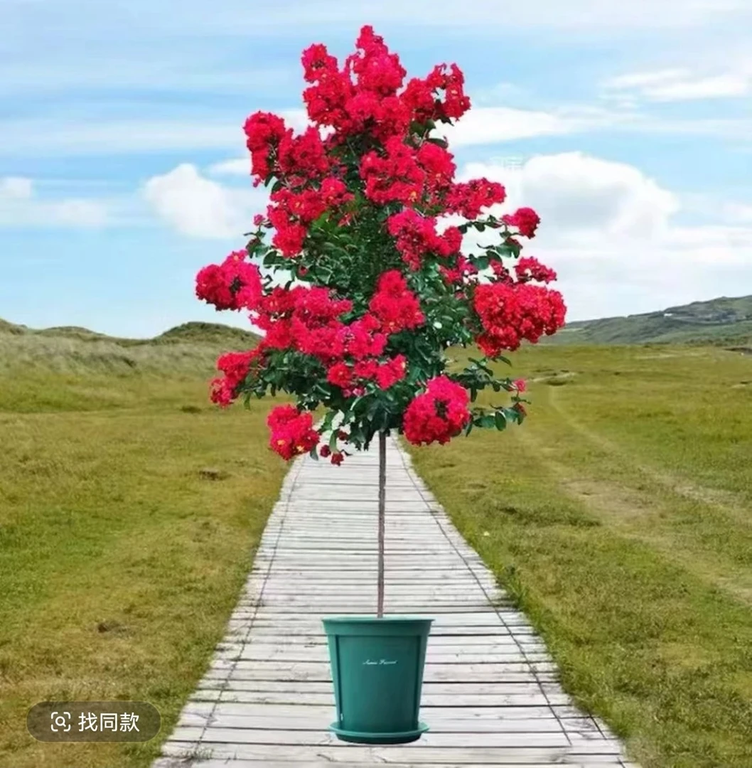 紫薇花红火箭树苗耐寒耐热适合庭院种植花卉盆栽