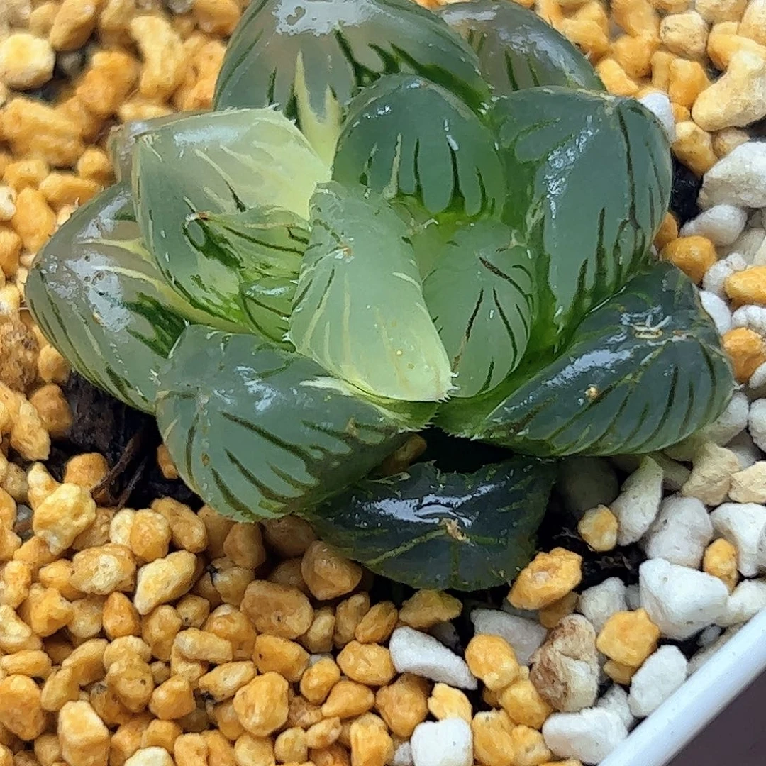 水中月巨大化锦十二卷多肉