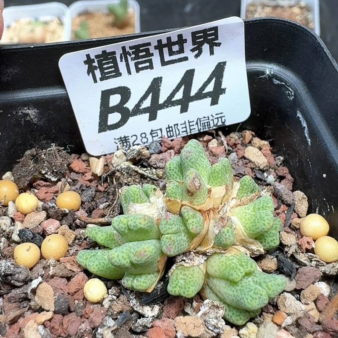 多肉植物的润泽额v g