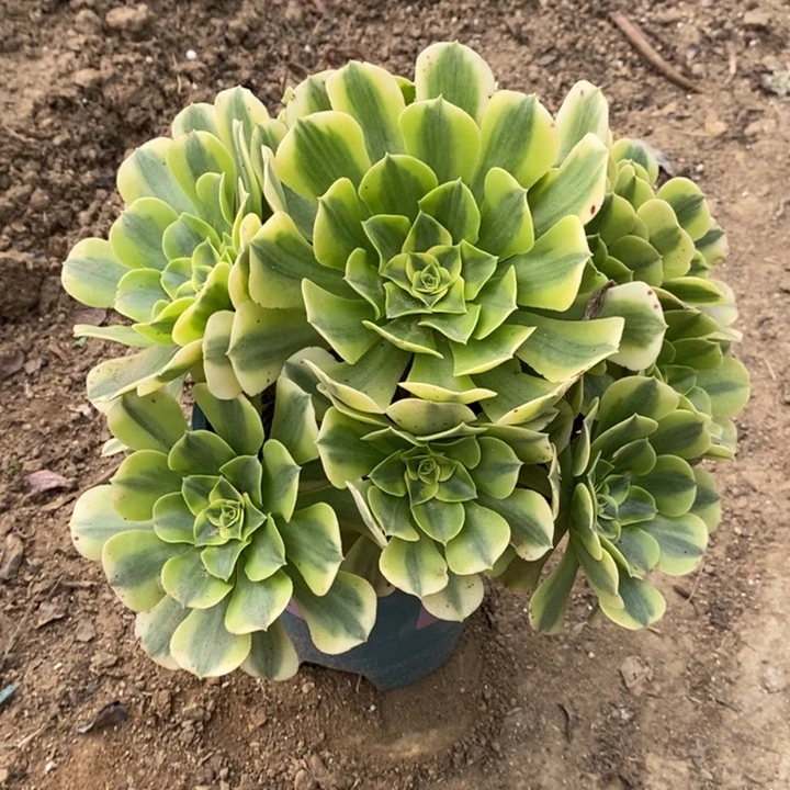 绿豆沙多肉植物18。