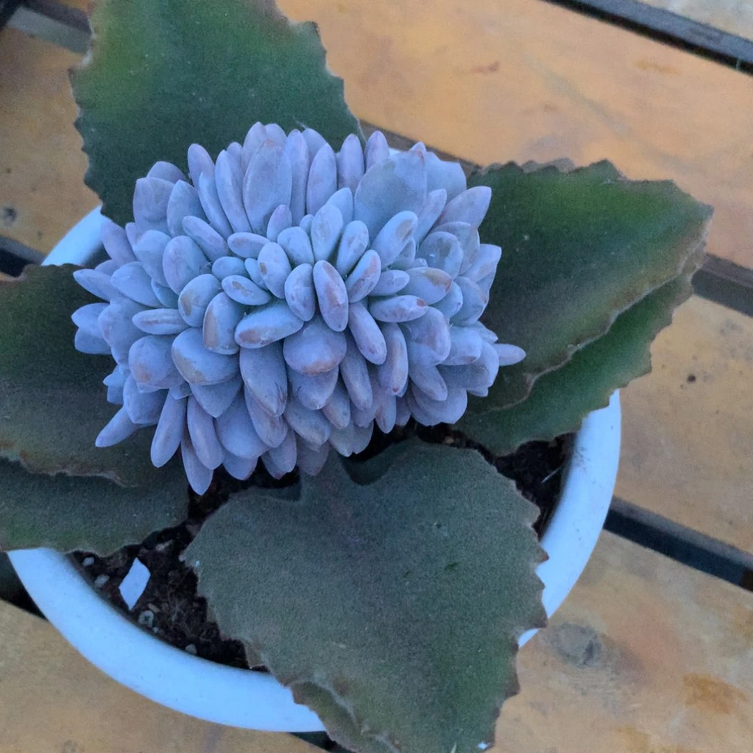 多肉植物 一物一拍