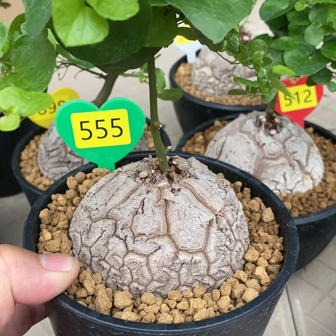 南非龟甲龙龟甲龙