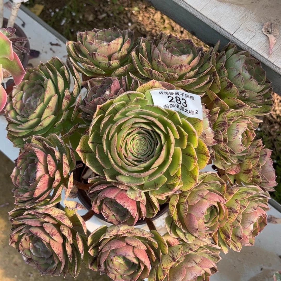 283万拉丝多肉植物法师