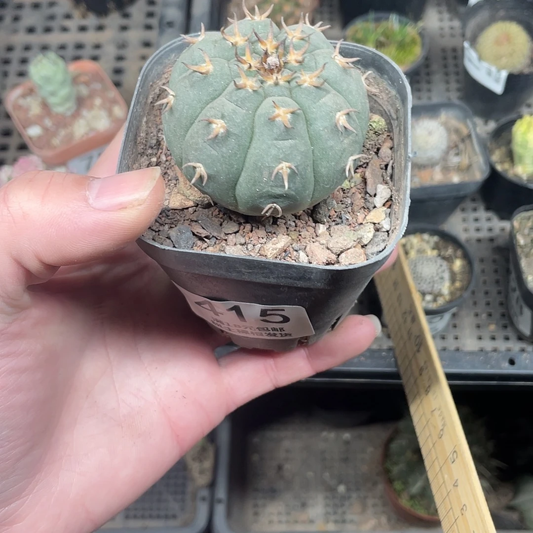 415猫爪（满18包邮）