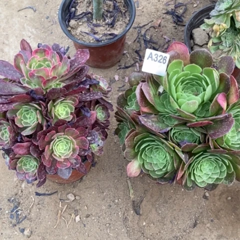 两颗法师一物一拍