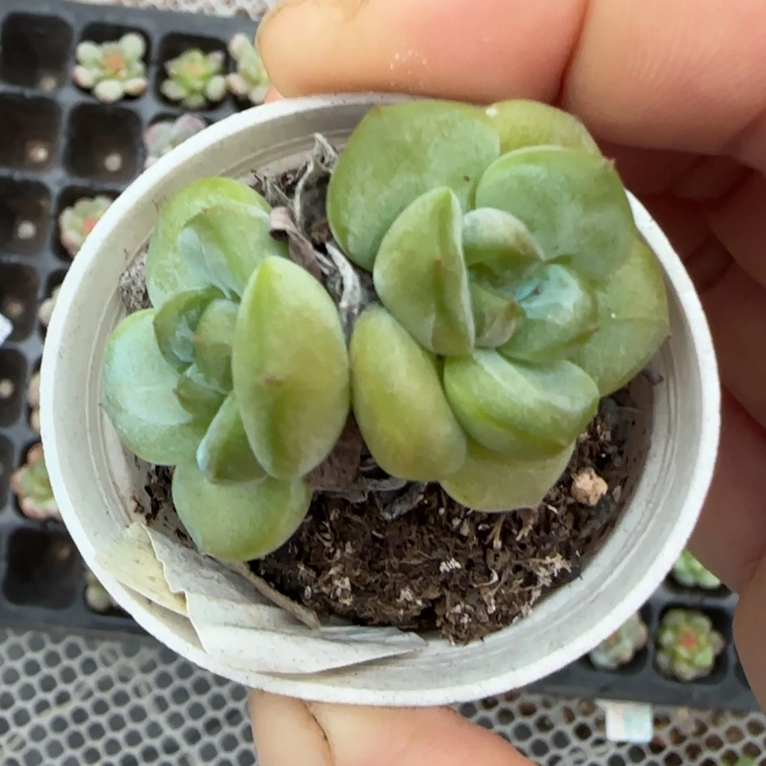 小卡拉米糖心一物一拍16-56