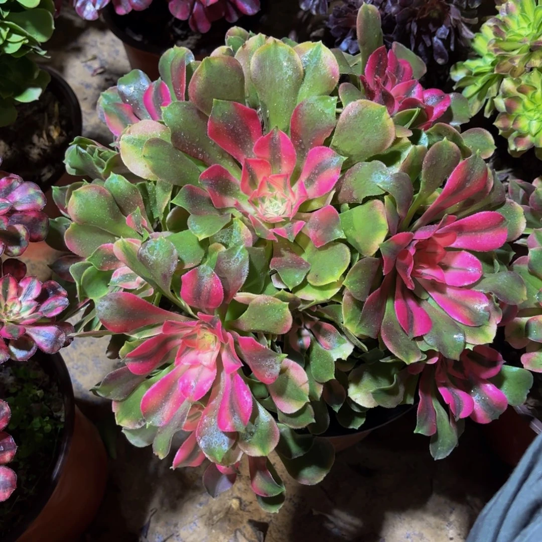 香妃法师22.8多肉植物