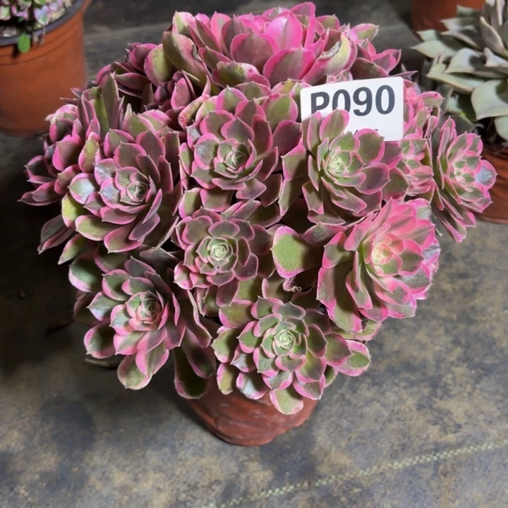 瑞妈，。。。。。090皇后，