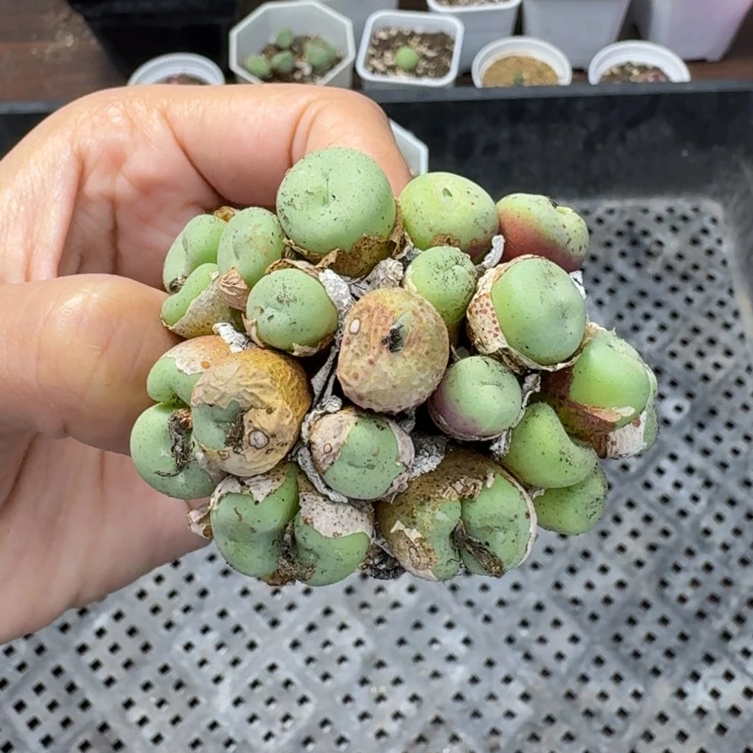 3555 生石花和肉锥