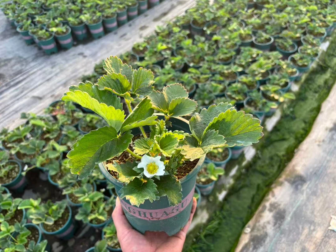 玄玉草莓盆栽带盆带土可四季种植于阳台庭院