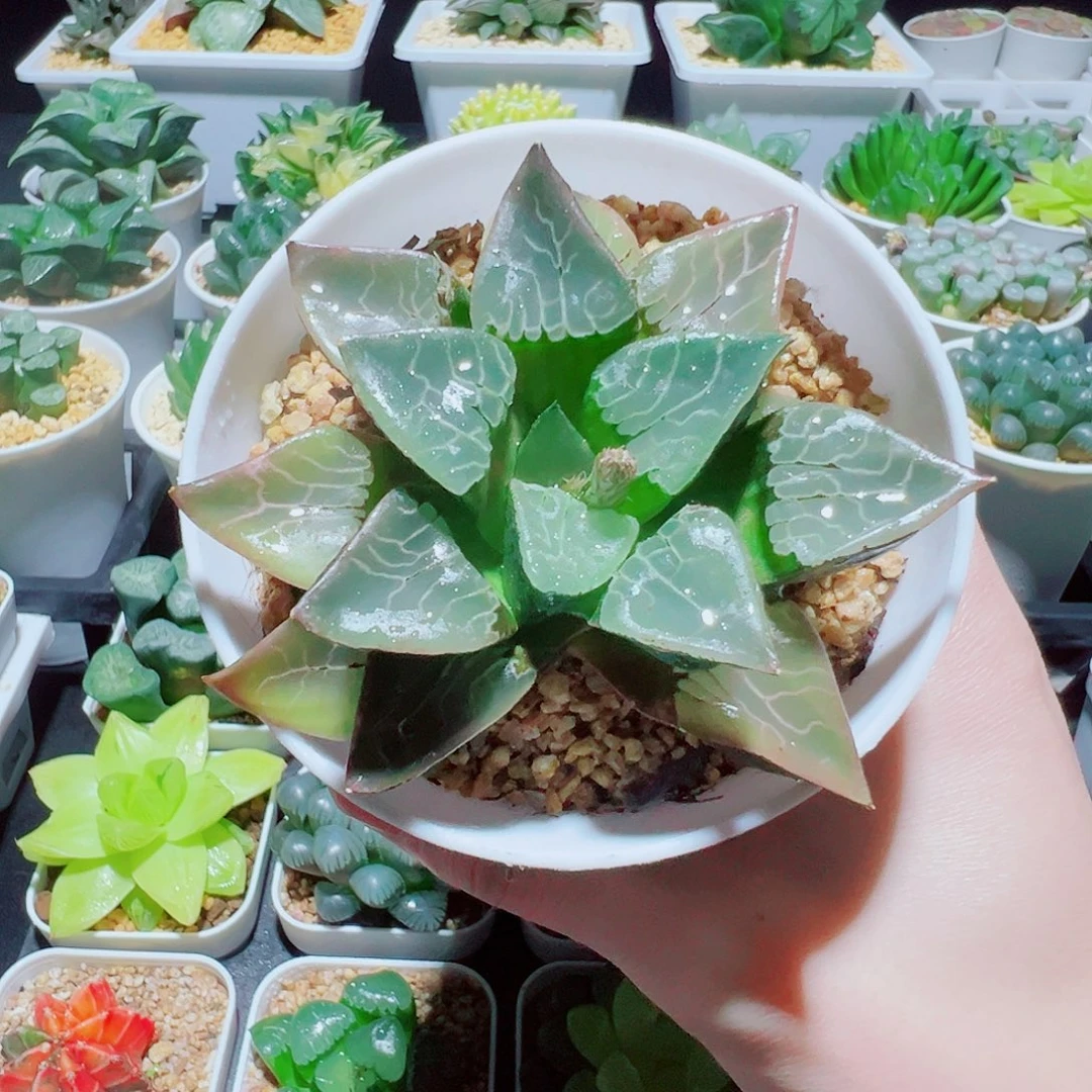 直播间，火凤凰，凤凰克8.8，666