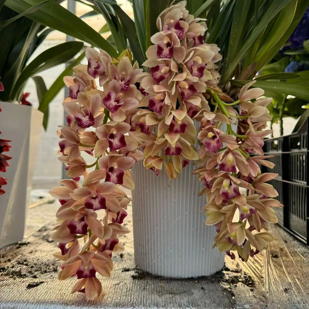 新品 垂钓款大花蕙兰盆栽花苗室内高档花花期久好养护带花苞发货