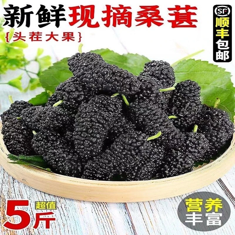 【顺丰空运】新鲜黑桑葚德昌桑椹子现摘桑果泡酒桑椹籽桑泡桑枣