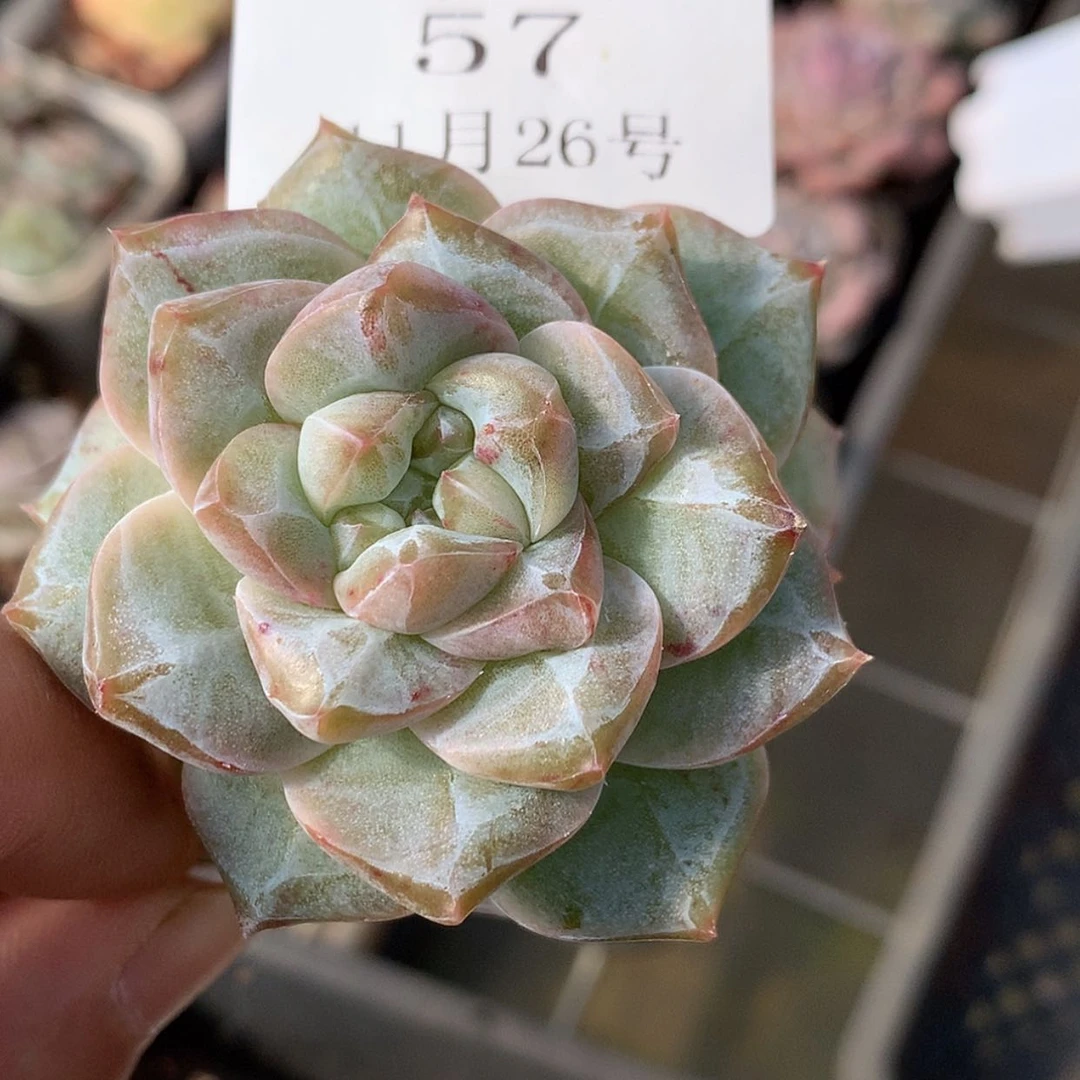 【闪购商品】云57号粉钻
