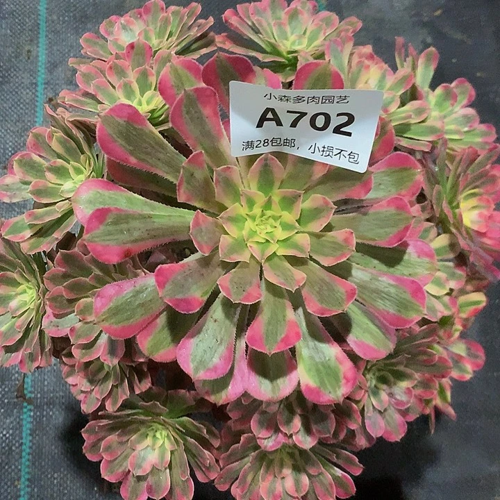 胧*夜702红彤不包生死