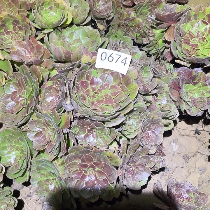 多肉植物法师674花月夜