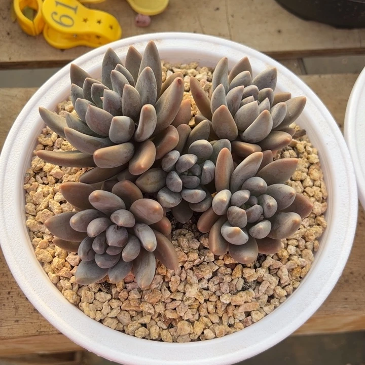 黑加仑 阿松多肉园