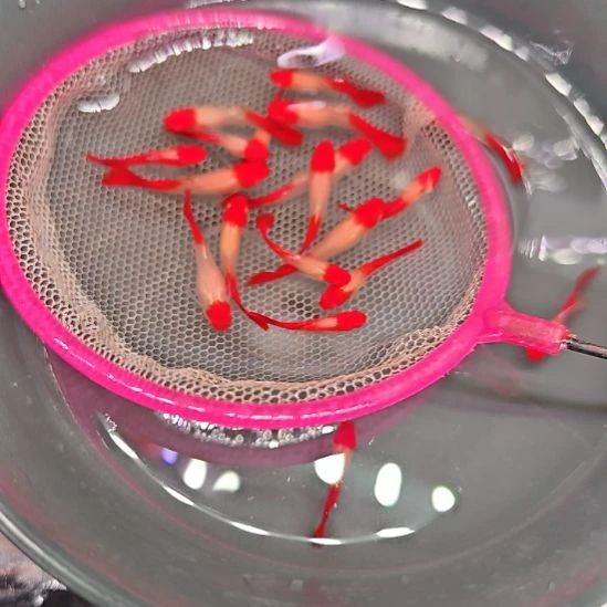 海水鸿运当头  3只包邮  尺寸2.5/3