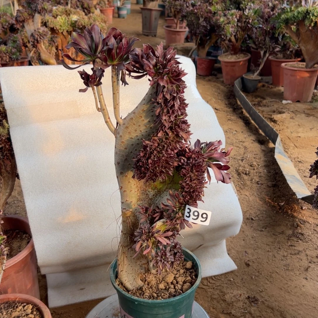 有伤黑缀399高度42