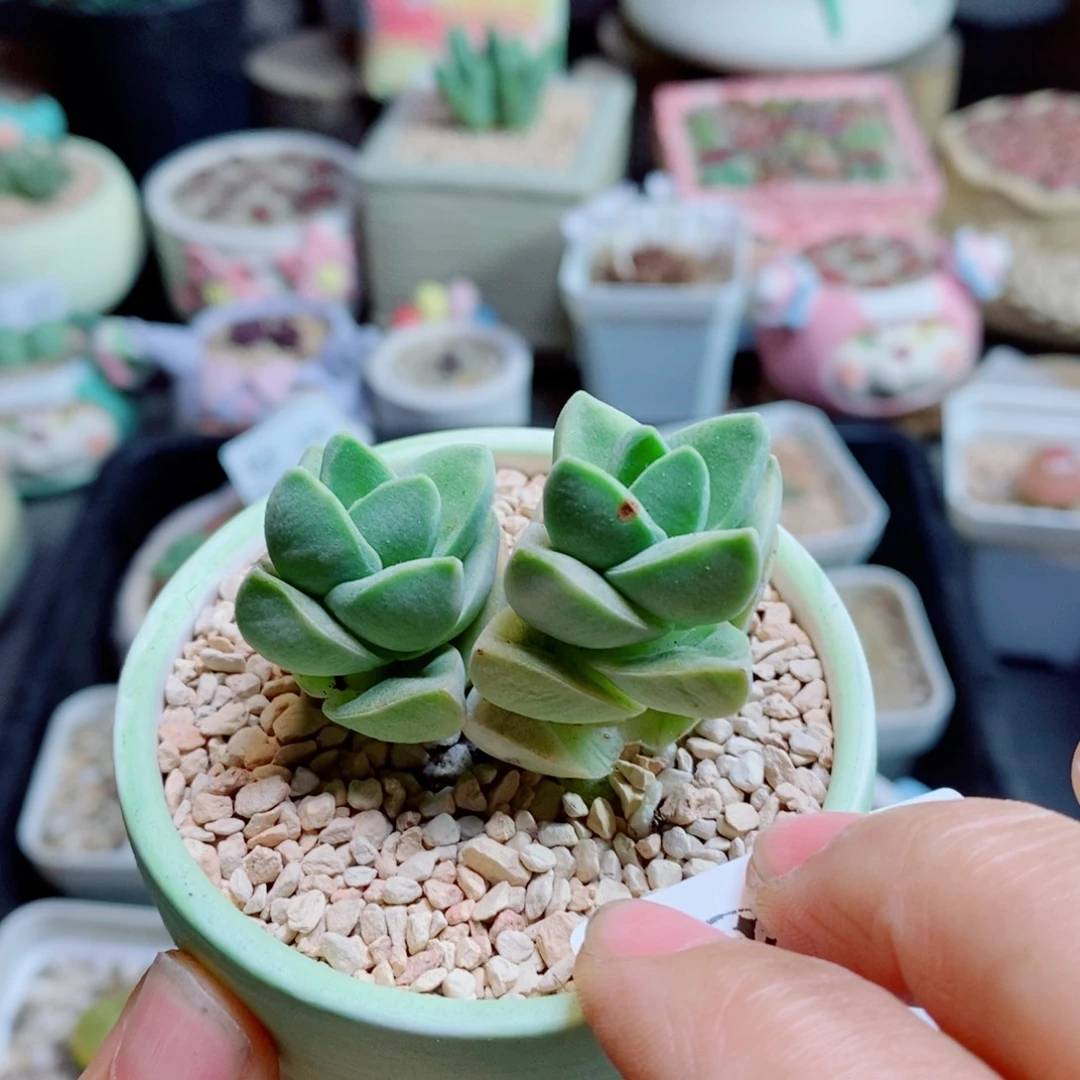 生石花花花花花花花花439