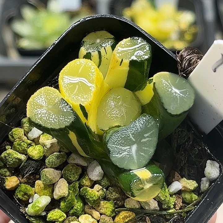 19玉龙万象锦头家多肉十二卷