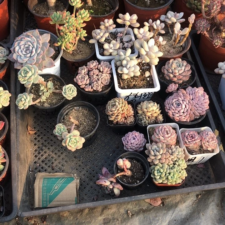 圆条多肉。山东临沂