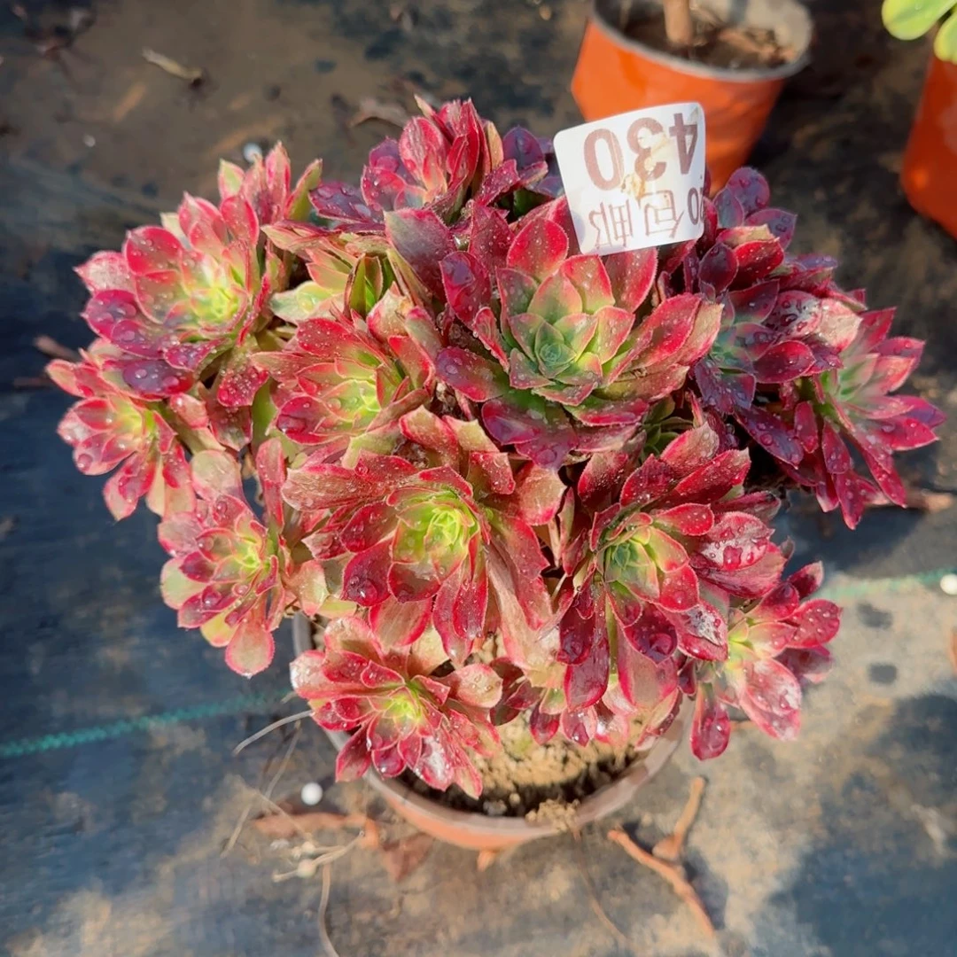 安娜430满20包邮断枝不包