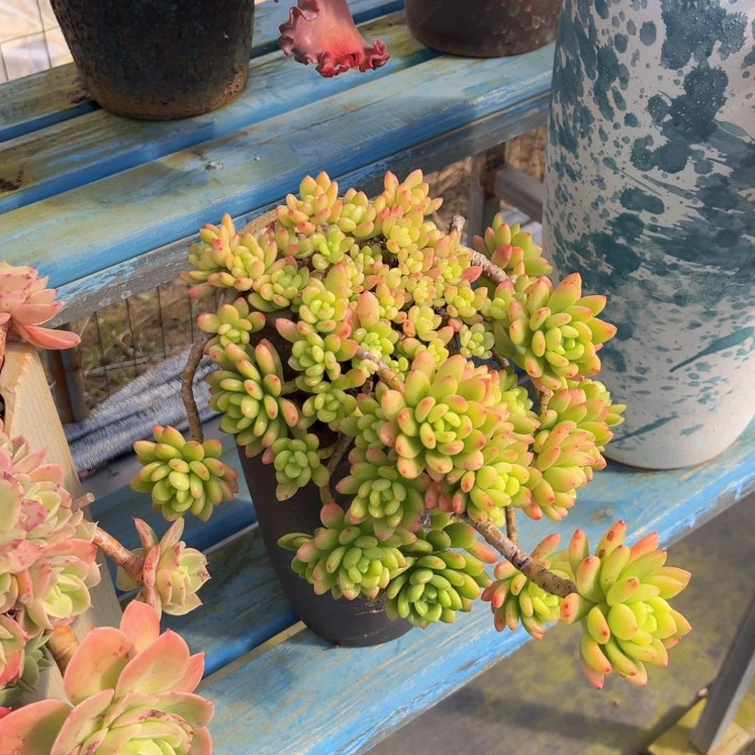 钻石锦+春萌带盆物流自理