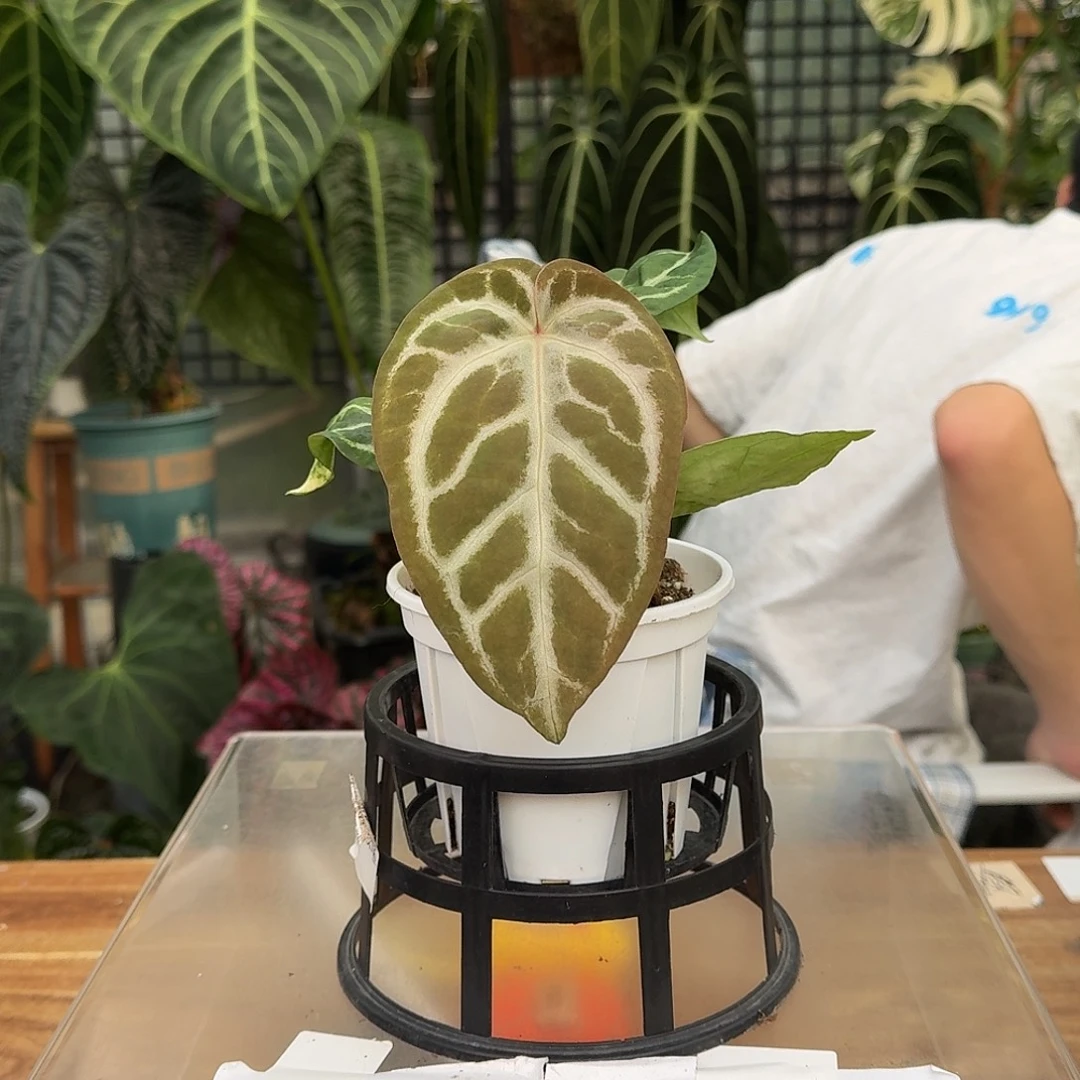 完全开放R104skg银红杂银色闪光