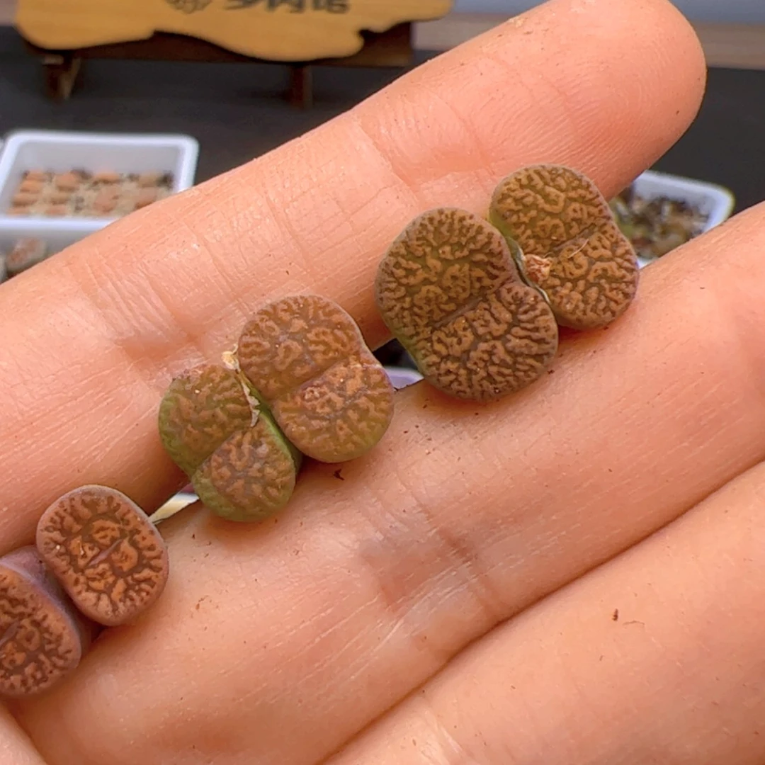 【闪购商品】00000033猴脸红薰