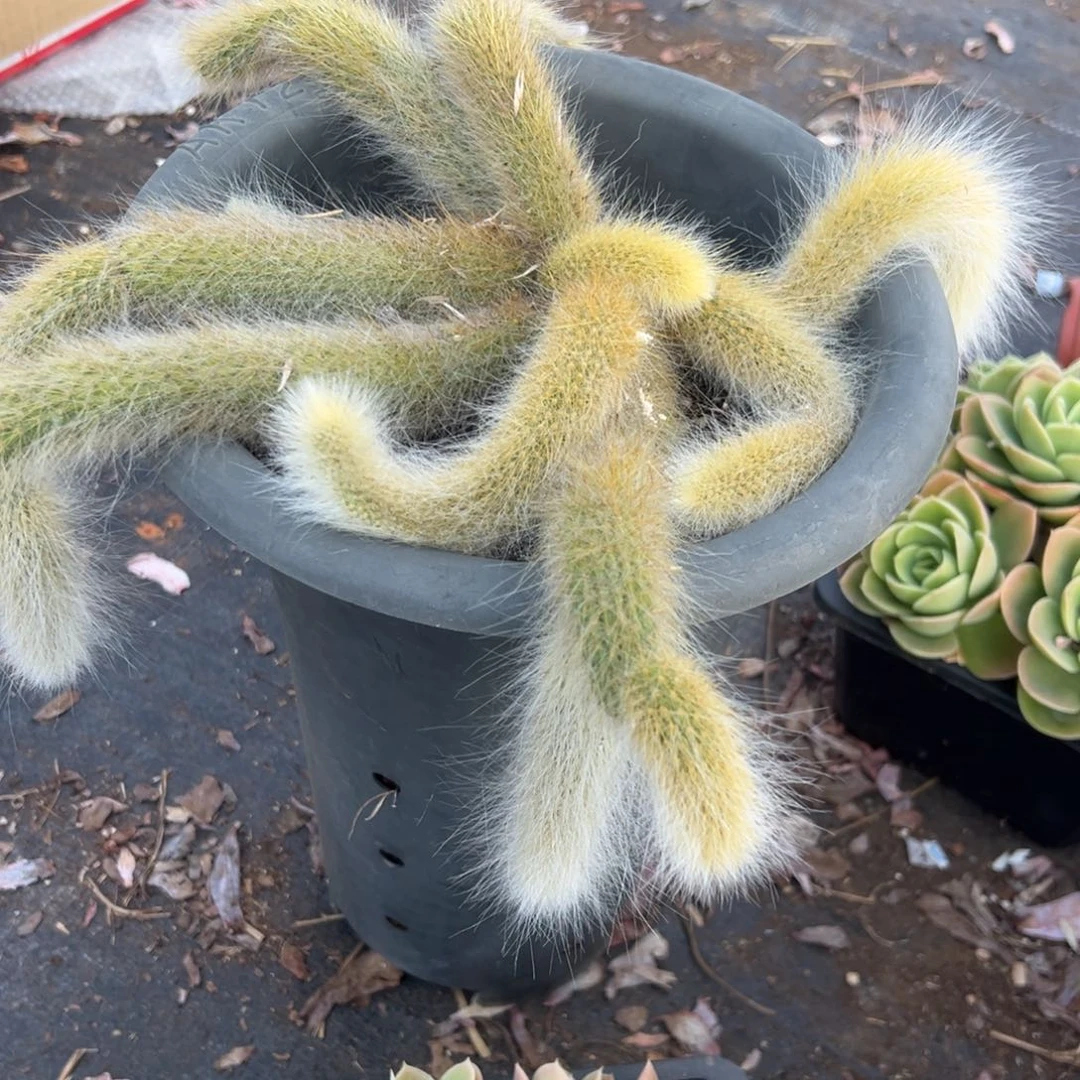 多肉九尾狐【非偏远满18包邮】