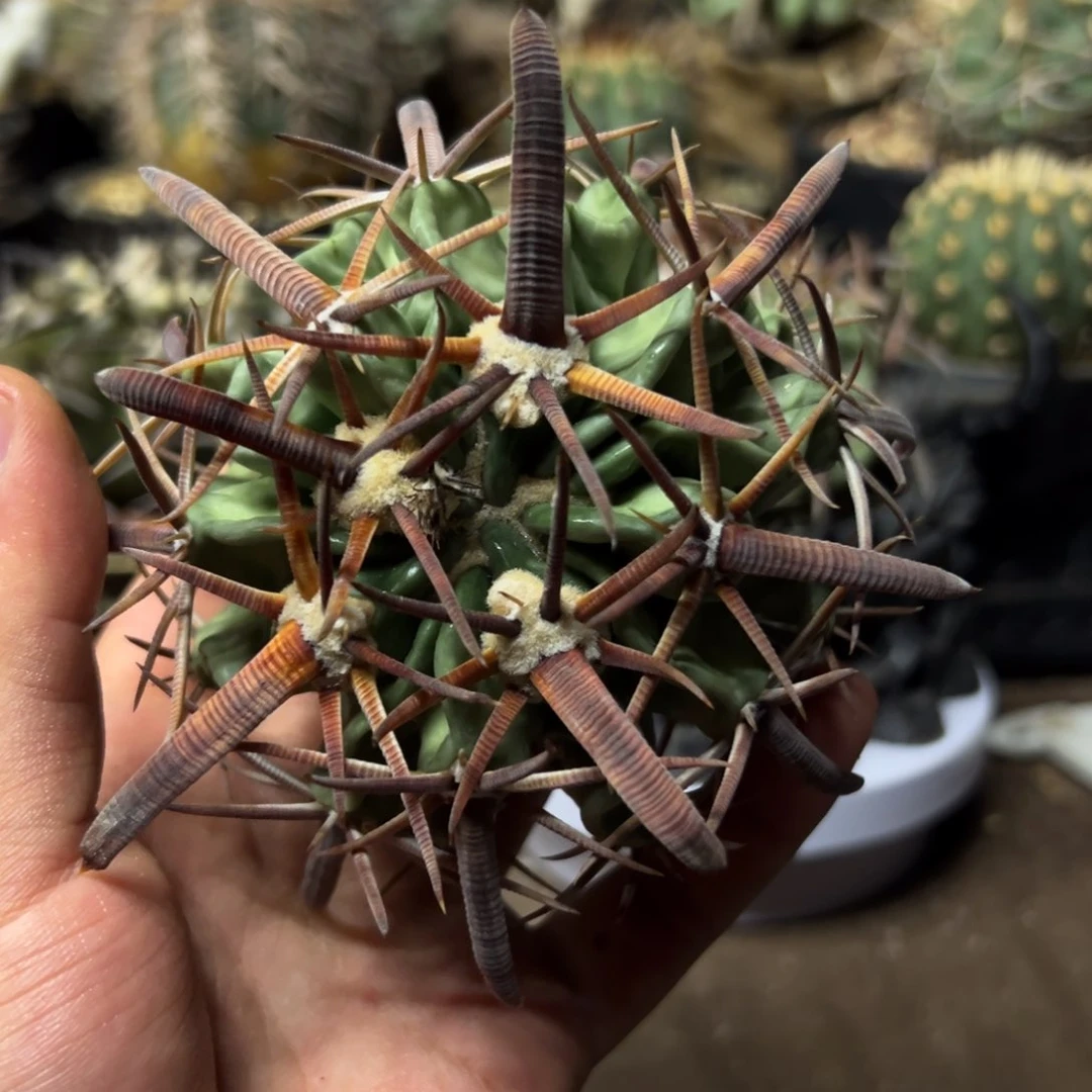 花**雨仙人球一物一拍