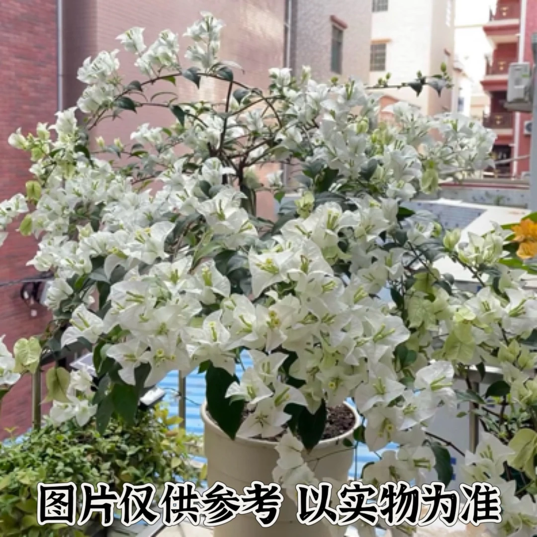 白雪公主1 正宗三角梅基地直发阳台庭院垂丝可飘枝可爬藤带花发。