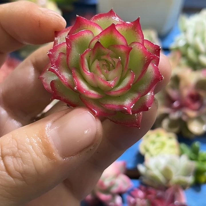 660侧影玫瑰锦炸了多肉植物