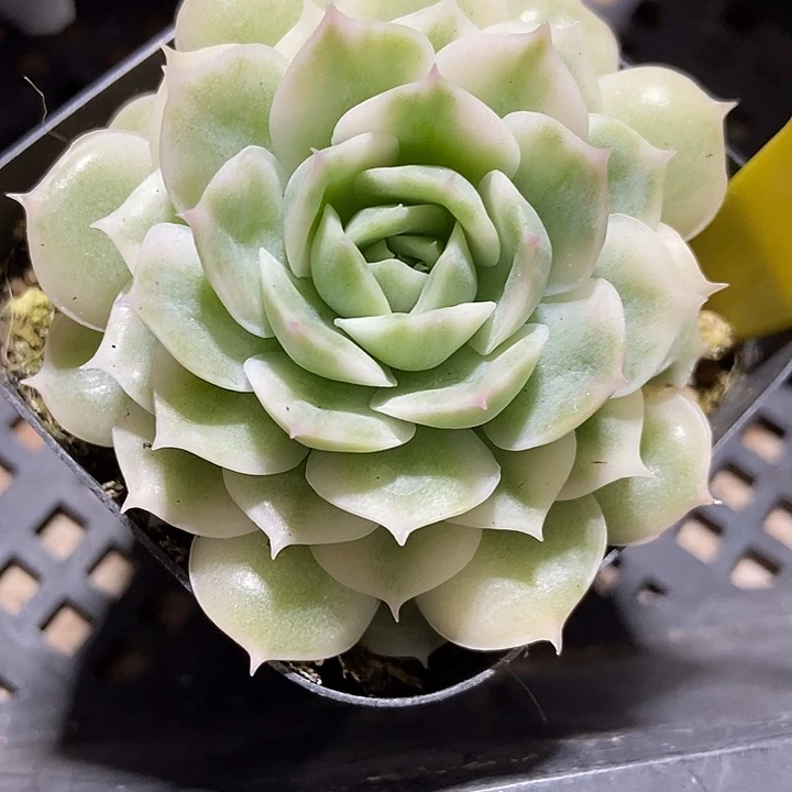 多肉植物昂斯诺锦2014