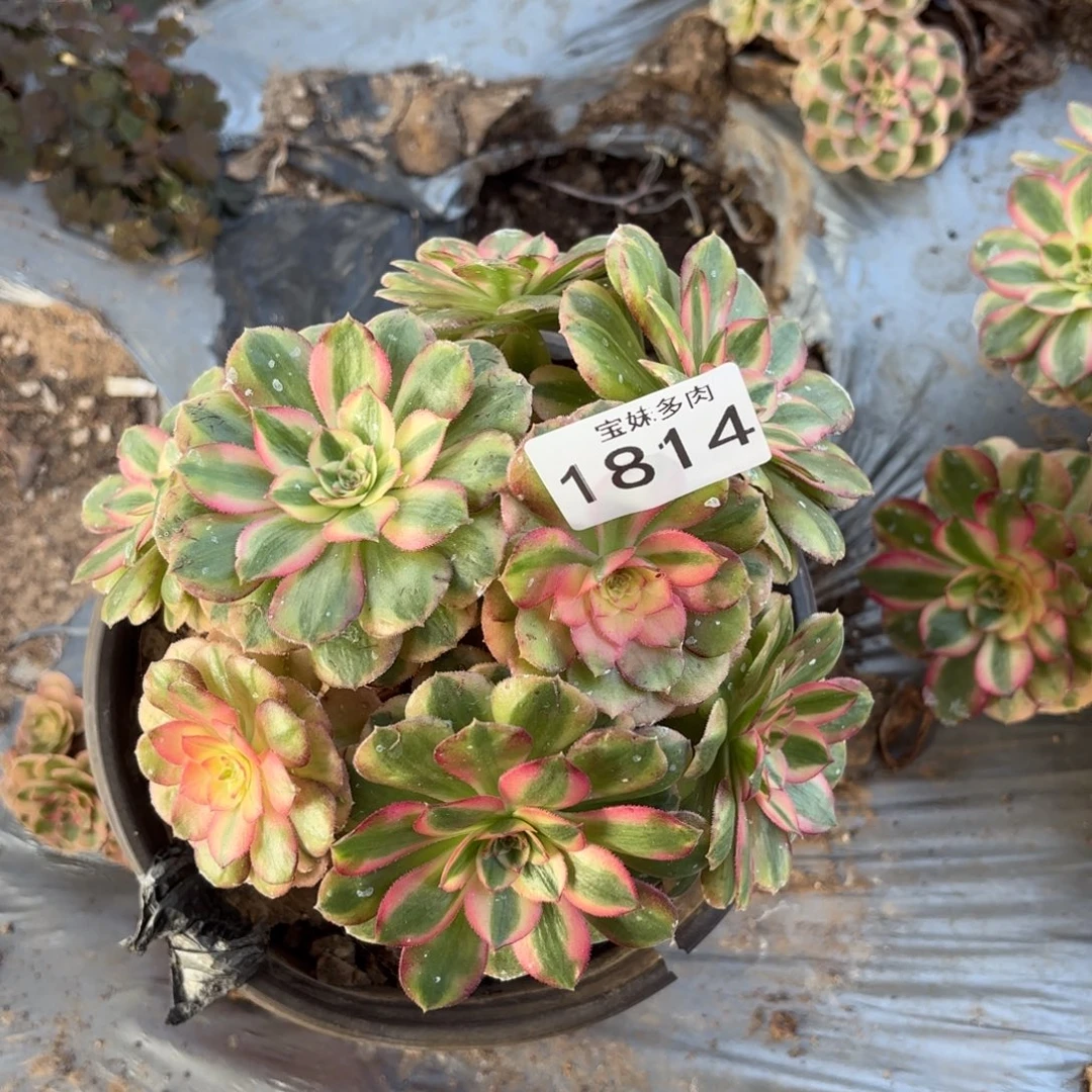 千***巧倾城一物一拍1814一号捧