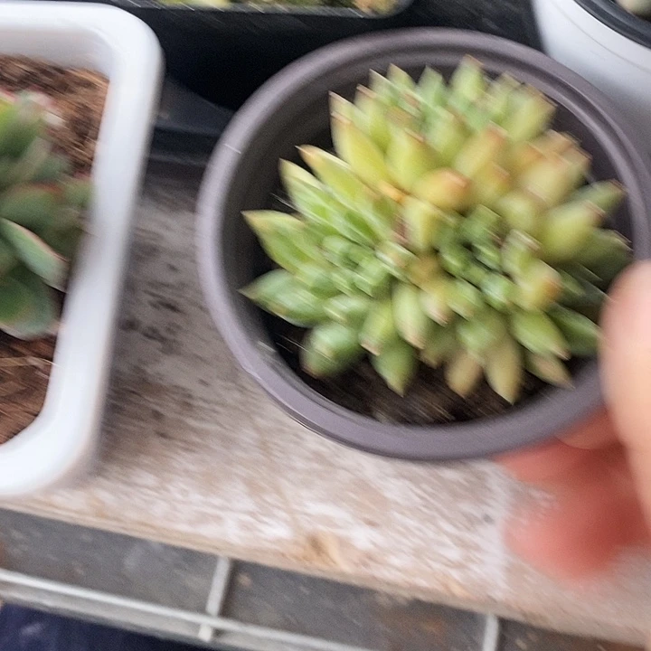 幻影美人3578999“k m m m m