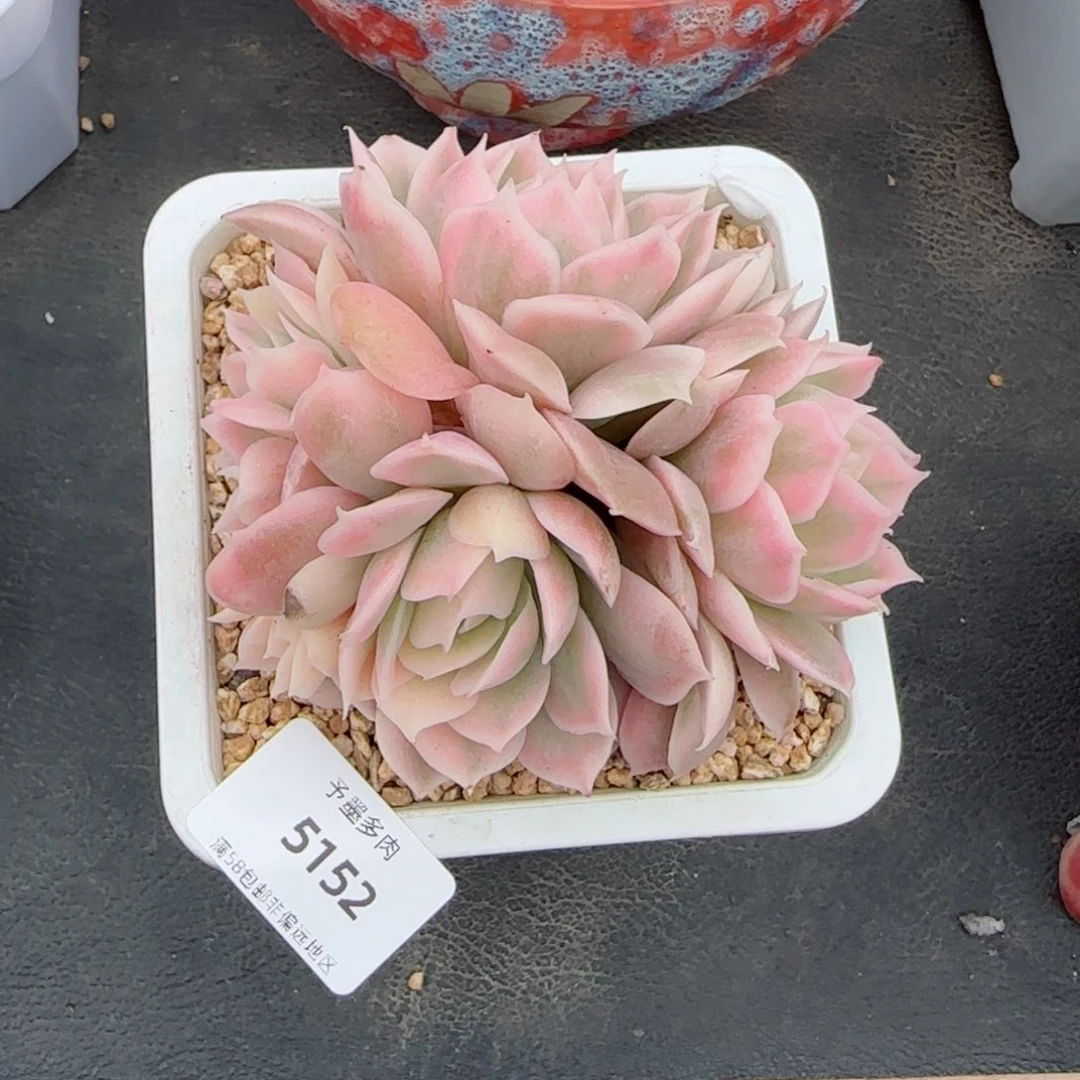 噗*?昂锦，5152多肉植物